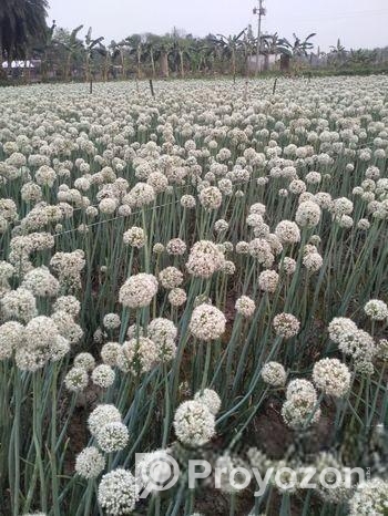 বীজ দেশি ও ,সুপার কিং আমিরিকান কিংজারমিশন