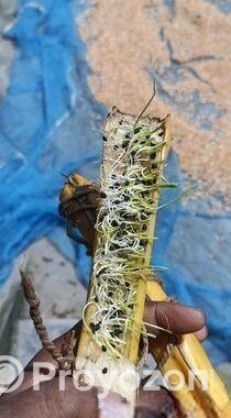 বীজ দেশি ও ,সুপার কিং আমিরিকান কিংজারমিশন