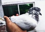 শিয়ালকুটি মাদি পায়রা…