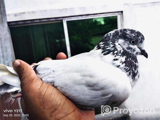 শিয়ালকুটি মাদি পায়রা…