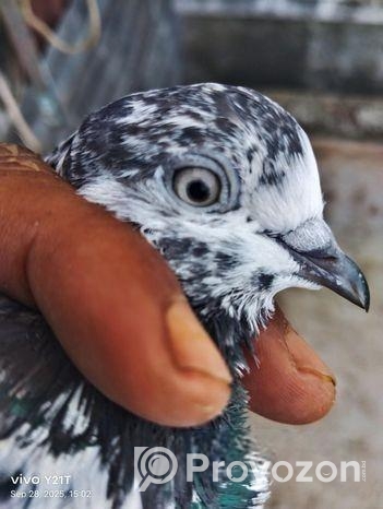 শিয়ালকুটি মাদি পায়রা…