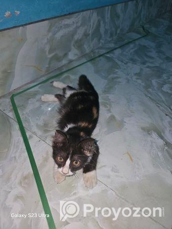 ক্রস পারসিয়ানের বাচ্চা