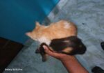 ক্রস পারসিয়ানের বাচ্চা