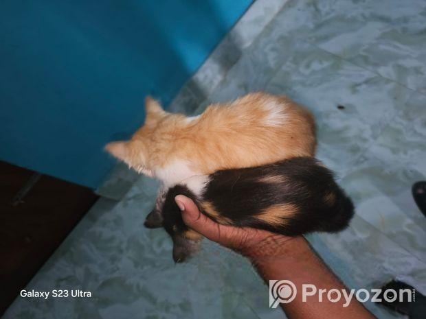 ক্রস পারসিয়ানের বাচ্চা