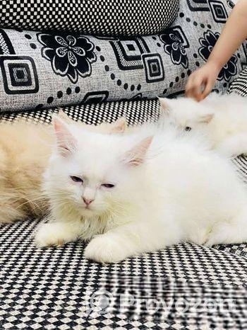 পারশিয়ান বিড়াল