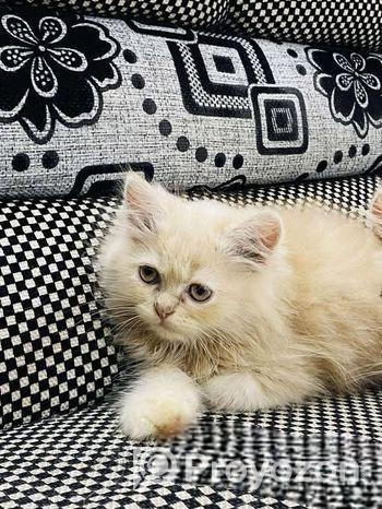 পারশিয়ান বিড়াল