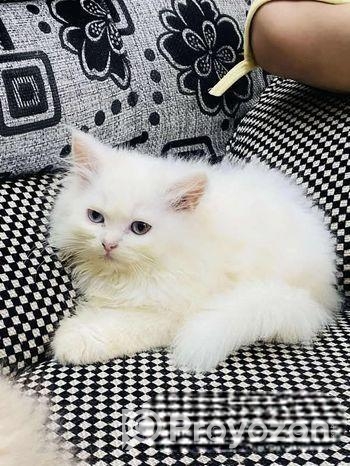 পারশিয়ান বিড়াল