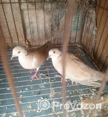 ৩জোড়া ঘুঘু পাখি