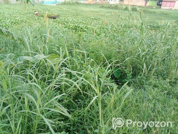 কৃষি জমি বিক্রয়