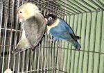 Love Bird