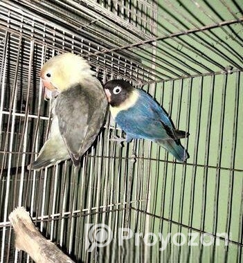 Love Bird