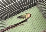 Love Bird