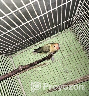 Love Bird