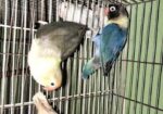 Love Bird