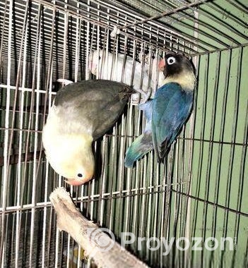 Love Bird