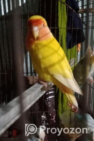 লাভ বার্ড