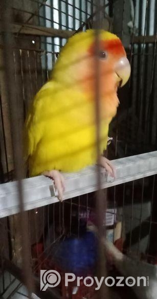 লাভ বার্ড