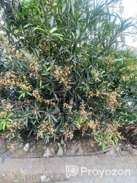 50 bigha land sale @ Tongi.