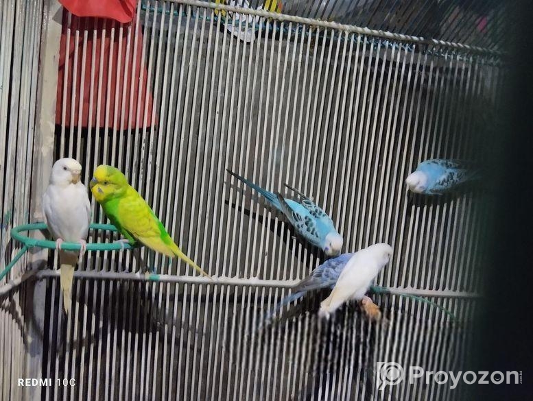 পাখির খাচা