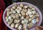 কোয়েল পাখির ডিম
