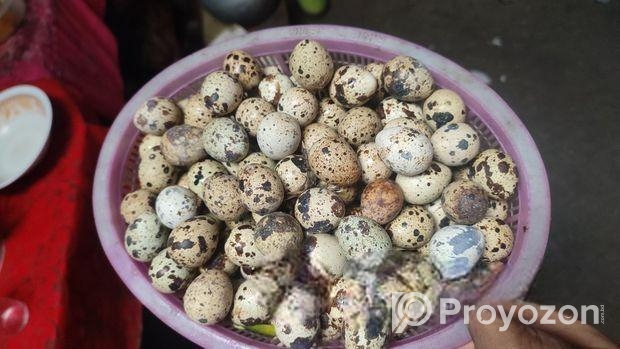 কোয়েল পাখির ডিম