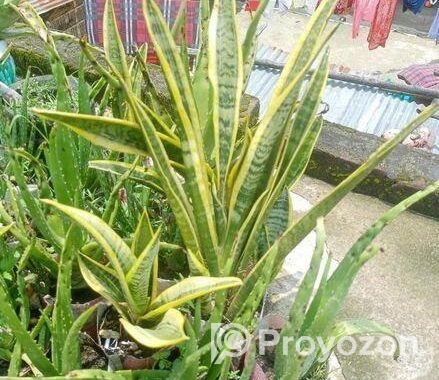 উন্নত মানের এ্যালোভেরা চারা ও স্নেক প্ল্যান
