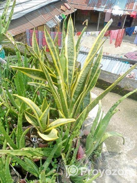 উন্নত মানের এ্যালোভেরা চারা ও স্নেক প্ল্যান