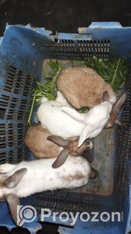 খরগোশ বিক্রির করা হবে