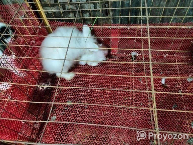 এংগোরা এডাল্ট পেয়ার