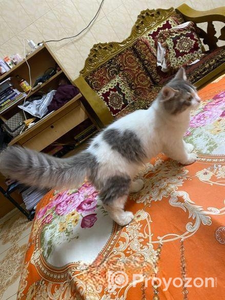 Persian kitten male 5 month