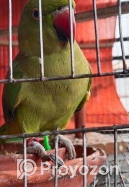 ইন্ডিয়ান রিং নেট কথা বলেv