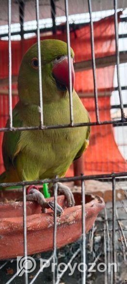 ইন্ডিয়ান রিং নেট কথা বলেv