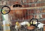 cocatail lutino pakhir bacca bikri hbe 3 pis