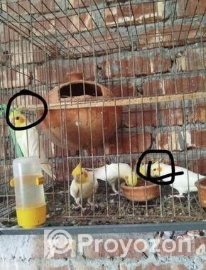 cocatail lutino pakhir bacca bikri hbe 3 pis
