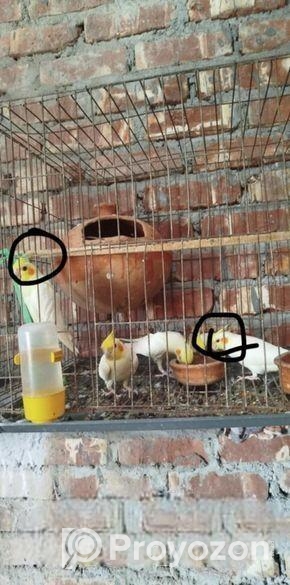 cocatail lutino pakhir bacca bikri hbe 3 pis