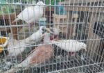 অস্ট্রেলিয়ান ঘুঘু পাখি গুলো বিক্রি করা হবে।