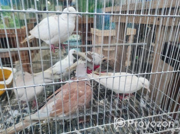 অস্ট্রেলিয়ান ঘুঘু পাখি গুলো বিক্রি করা হবে।