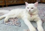 Adorable cat