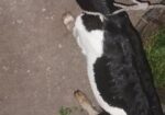 ব্ল্যাক বেঙ্গল (black Bengal Goat) উন্নত জাতের ছাগলের বাচ্চা বিক্