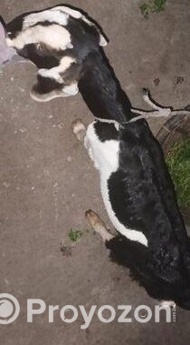 ব্ল্যাক বেঙ্গল (black Bengal Goat) উন্নত জাতের ছাগলের বাচ্চা বিক্