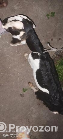 ব্ল্যাক বেঙ্গল (black Bengal Goat) উন্নত জাতের ছাগলের বাচ্চা বিক্