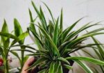 indoor plant / spider