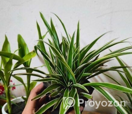 indoor plant / spider
