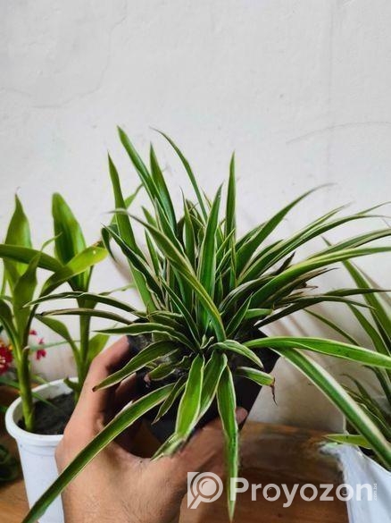 indoor plant / spider