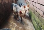 জার্মান শেফার্ড Dog