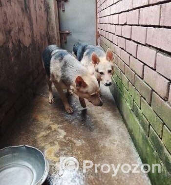 জার্মান শেফার্ড Dog