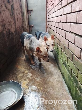 জার্মান শেফার্ড Dog