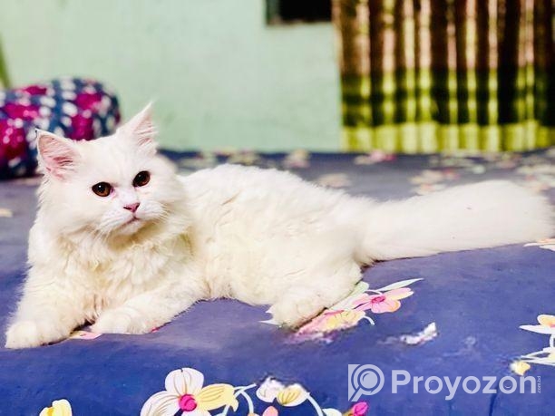 পার্সিয়ান বিড়াল ছেলে