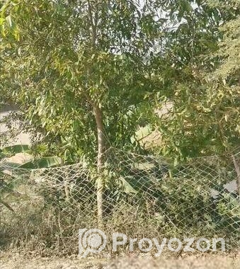 নোয়াখালী চর এলাহী