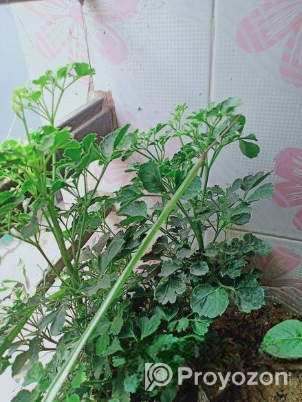 মাটি সহ গাছ